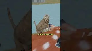 Why Cats Refuse to Drink Near Food