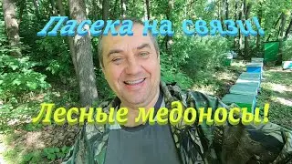 ✅Пасека на связи! Медоносы леса! #ПЧЕЛОВОДСТВО6