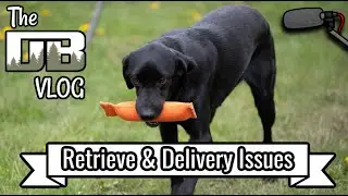 Retrieving & Delivery Issues w/ a 3 Year Old Dog | Ep: #247