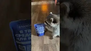 Енот Тёма порвал бассейн
