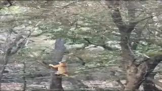Tiger 🐅 Hunts Leopard 🐆 | Climbing Tree 😱 #shorts #short