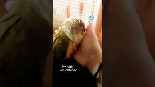 Sleepless night #bird #conure #viral_video