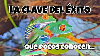 MULTIPLICA por 10 los RESULTADOS en la REPRODUCCIÓN de tus REPTILES y ANFIBIOS -LA CLAVE DEL ÉXITO!