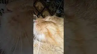 💓😘 Музыка автора 