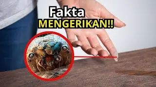 Tidak Kamu Sadari!! Fakta Harus Kamu Ketahui