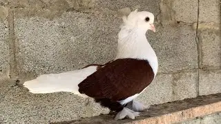 Краснодарские бойные бокатые. Краснобокие чубатые. 🤍🕊️