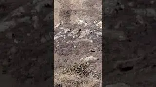 Coyote at Point Reyes