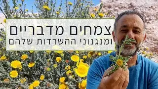 צמחי מדבר  - מנגנוני הישרדות ותועלות