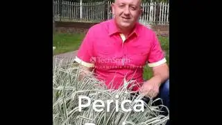 Perica Puric - Sve sam bitke izdrzao