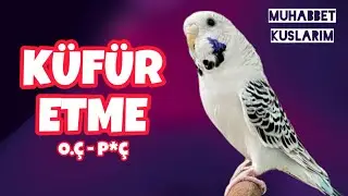 KÜFÜR EDEN MUHABBET KUŞU ! #muhabbetkuşu #bird #kuşsesi