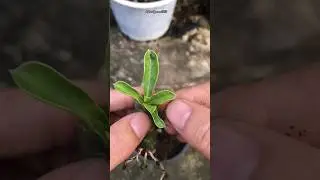 How to propagate adenium plant from cutting || Adenium Plant #gardening #grafting #shorts #plants