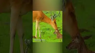 Antelope attacks a hyena and a jackal for a baby.