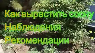Как вырастить сосну. Наблюдения. Рекомендации.