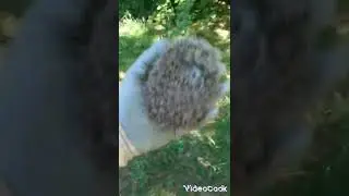 Йожик в ямі
