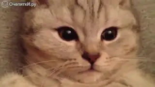 КОТЯТА ВЕСЕЛЯТСЯ