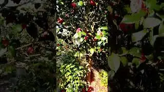 VID 19740701 183652