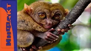 The most Rare Animals (part 1)