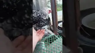 куры брама