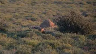 Aardwolf