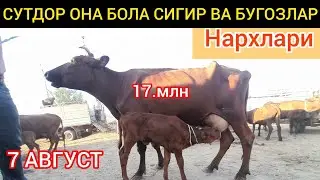 ХОРАЗМ БОГОТ МОЛ БОЗОР ОНА БОЛА СИГИР ВА БУГОЗ СИГИР НАРХЛАРИ 07.08.24.Г