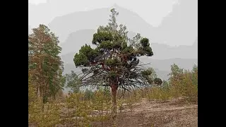 В поисках дома лесника.