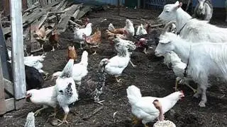 Мои курочки