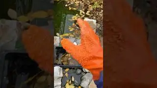 СКИММЕР утопает в листве ОСЕНЬ пришла