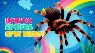 How Do Spiders Spin Webs?