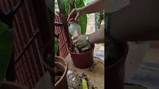 Belletie Propagation 