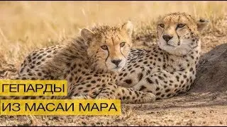 Нежные игры гепардов