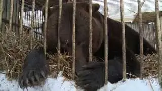 Clubfoot Refugee: Bear from Donbass Rescued and Transported to Russia