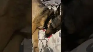 Моя собака о своей жизни! 