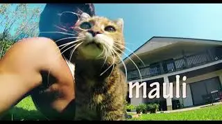 Moment's of a Cat's Life - Mauli