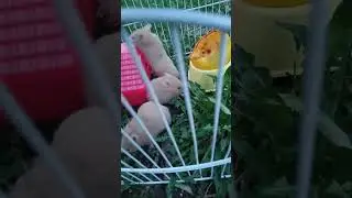 Хомяки на прогулке.