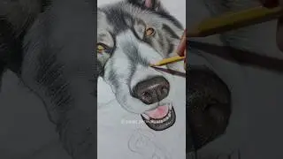 order your portrait at WhatsApp 6239174656 ☺️ #shorts #short #viral #trending #art #dog #drawing