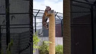 Как высоко может прыгнуть тигр? 🐅⬆️