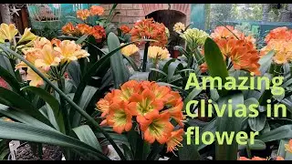 Amazing Clivias in flower