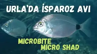 İsparoz Tarlasında LRF: Microbite Micro Shad URLA'da