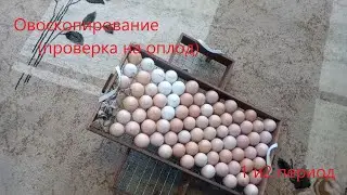 Инкубирование куриных яиц (2 этап) Овоскопирование