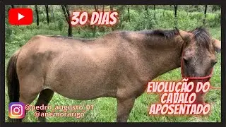 EVOLUÇÃO DO CAVALO APOSENTADO APÓS 30 DIAS