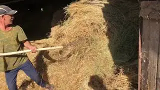 I load hay in bales onto a Kamaz truck