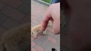 мальтипу порода собак,мальтипу мини,мальтипу собака. новые приколы с животными 2022 лучшие до слез.
