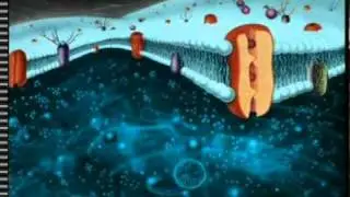 Canal-u : découvrez la cellule : noyau, réticulum, cytoplasme...