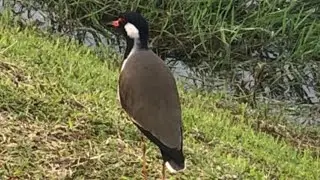 red-Wattled lapwings call /cry / and sound ~ birds