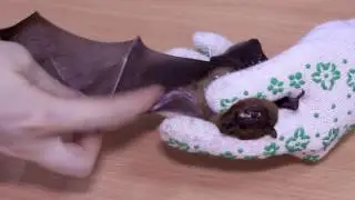 How to eximine bat wings, what to do if you found bat ring (band)