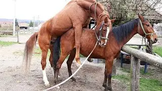📹 Stallion went for a walk in a herd of mares ।  Beautiful Horses →