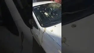 птичий понос