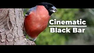 Cinematic Black Bar Using Premiere Pro || Adobe Shorts