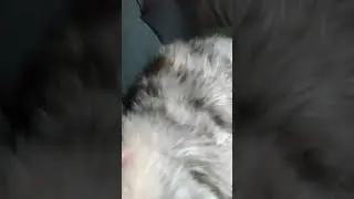 спим весь день