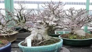 Koju-en Shohin Bonsai Nursery